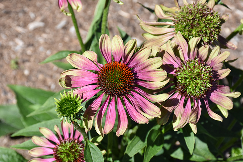 Green Twister Coneflower flowers