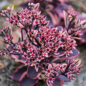 Sunsparkler&reg; Dazzling Dynamite Stonecrop flowers