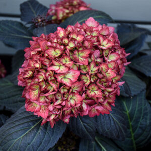 Eclipse&reg; Hydrangea flowers