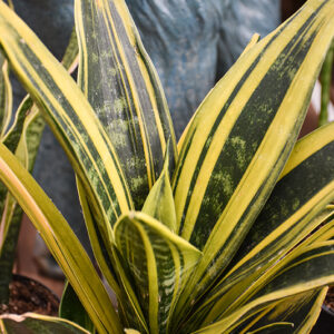Golden Flame Snake Plant in full