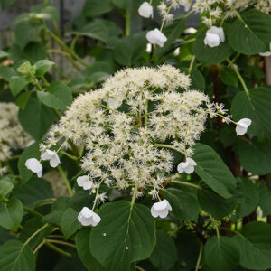 Climbing Hydrangea flowers