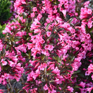 Wine and Roses&reg; Weigela flowers