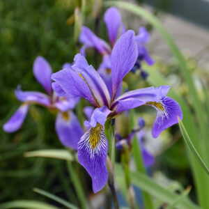 Purple Flame Blue Flag Iris flowers