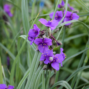 Concord Grape Spiderwort flowers