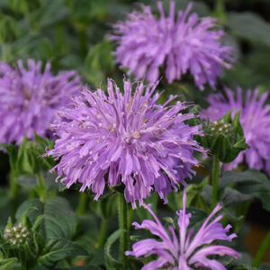 Blue Moon Beebalm flowers