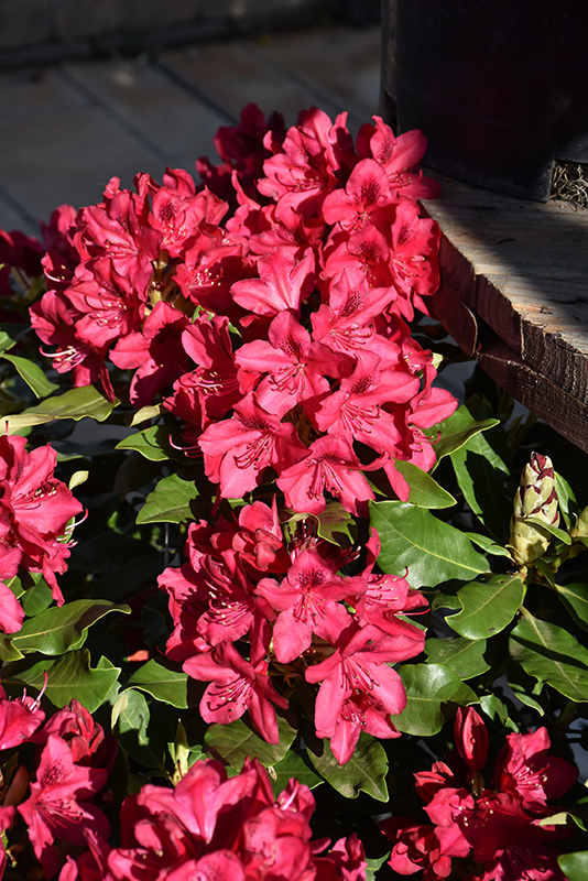 Nova Zembla Rhododendron flowers