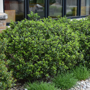Blue Prince Meserve Holly