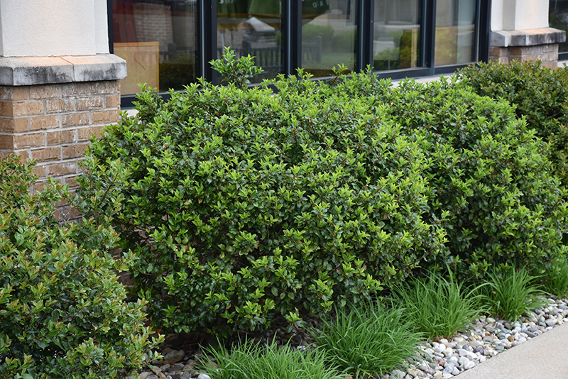 Blue Prince Meserve Holly