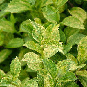Illuminati Sparks&trade; Mockorange foliage