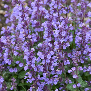 Cat's Pajamas Catmint flowers