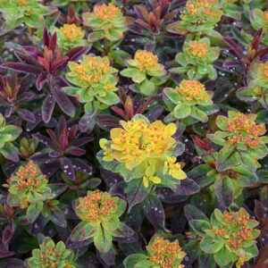 Bonfire Cushion Spurge flowers