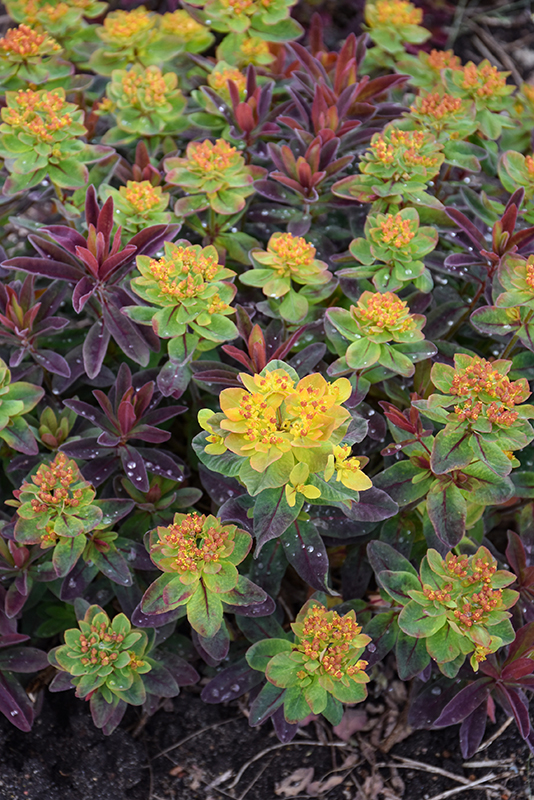 Bonfire Cushion Spurge flowers