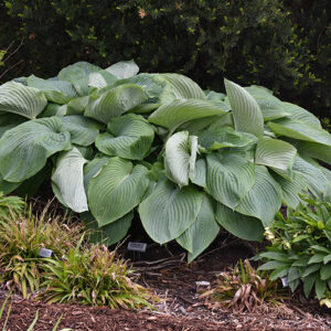 Shadowland® Empress Wu Hosta