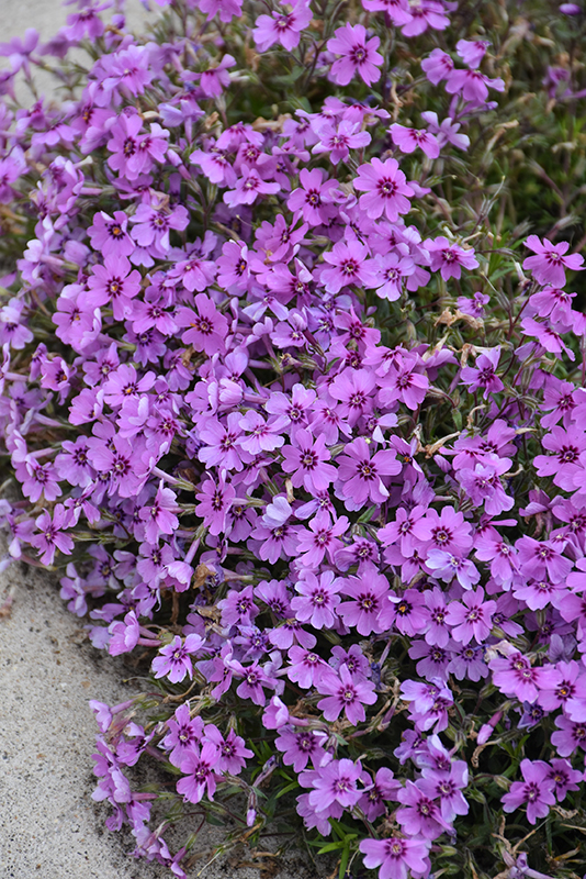 Eye Shadow Creeping Phlox flowers