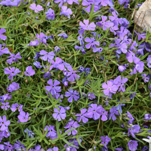 Rocky Road Violet Blue Phlox flowers