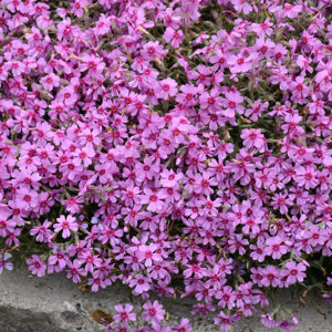 Eye Caramba Creeping Phlox flowers