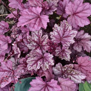 Pink Panther Coral Bells foliage