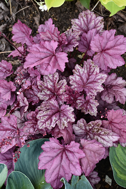 Pink Panther Coral Bells foliage