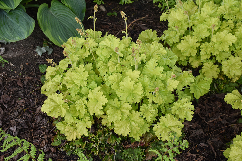 Twist of Lime Coral Bells