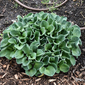 Blue Mouse Ears Hosta