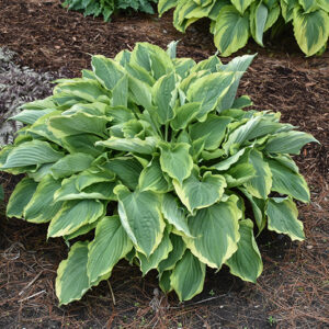 Shadowland® Hope Springs Eternal Hosta
