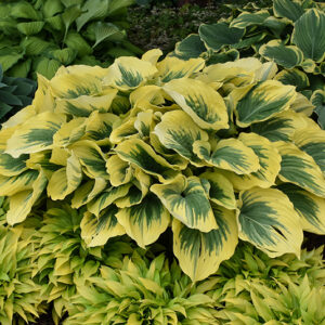Liberty Hosta