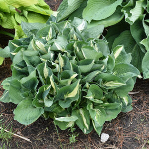 Half And Half Hosta