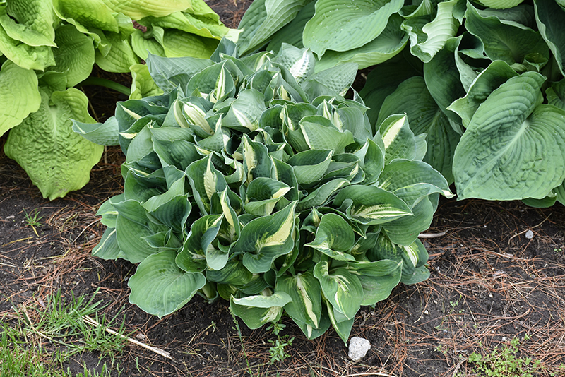 Half And Half Hosta