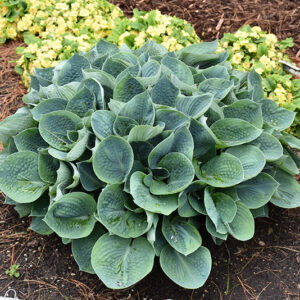 Hadspen Blue Hosta