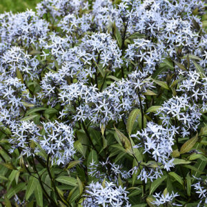 Storm Cloud Bluestar flowers