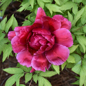 Red Tree Peony flowers