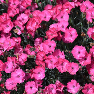 Paint The Town Fancy Pinks flowers