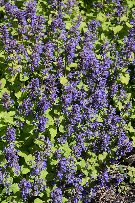 Chartreuse On The Loose Catmint flowers