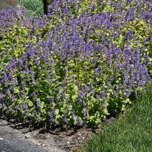 Chartreuse On The Loose Catmint in bloom