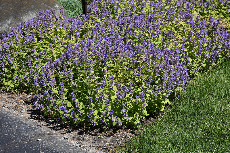 Chartreuse On The Loose Catmint in bloom