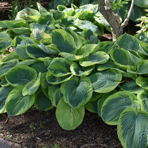 Frances Williams Hosta