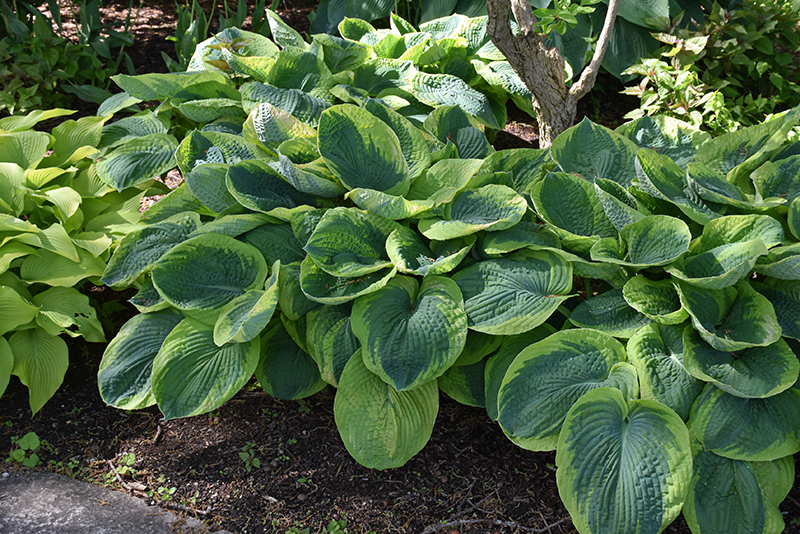 Frances Williams Hosta