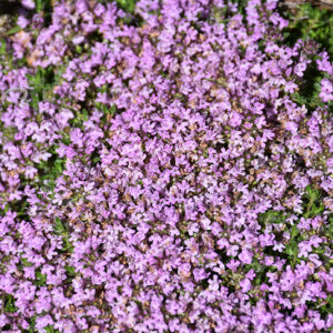 Elfin Creeping Thyme flowers
