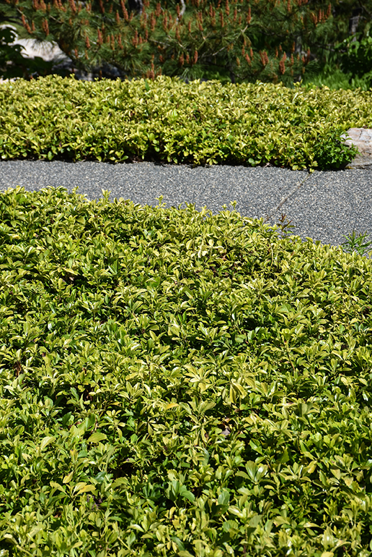 Japanese Spurge