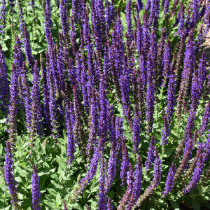 East Friesland Sage flowers
