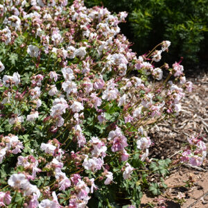 Biokovo Cranesbill flowers