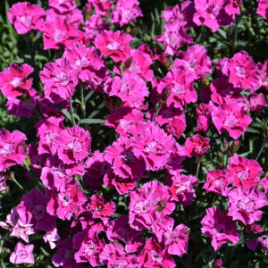 Mountain Frost&trade; Rose Bouquet Pinks flowers