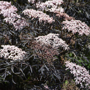 Black Lace&reg; Elder flowers