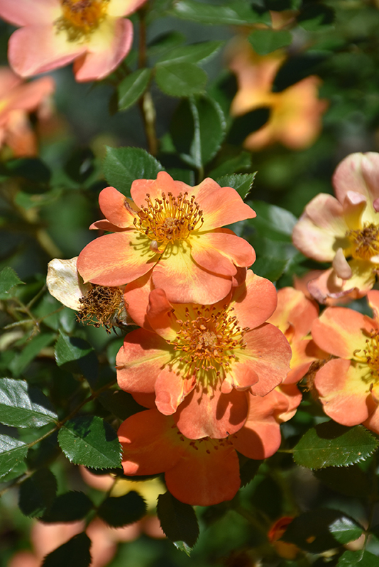 Oso Easy® Paprika Rose flowers