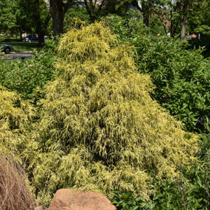 Golden Mop Falsecypress