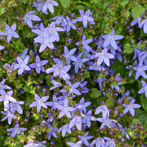 Serbian Bellflower flowers