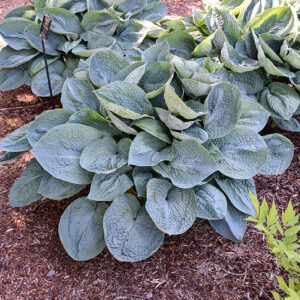 Big Daddy Hosta