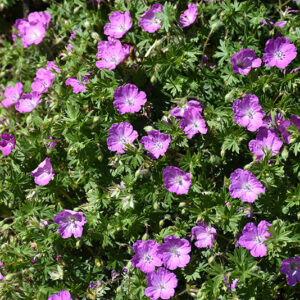 Max Frei Cranesbill flowers
