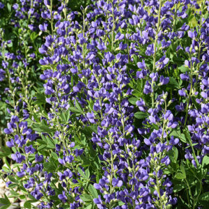 Blue Wild Indigo flowers