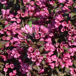 Minor Black Weigela flowers